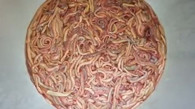 Sea worm смотреть онлайн