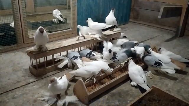 ГОЛУБИ УРАЛЬСКИЕ МОНАХИ / URAL MONKS FANCY PIGEONS смотреть онлайн