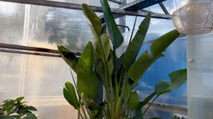 СТРЕЛИЦИЯ НИКОЛАЯ - ГИГАНТ В 110Л ГОРШКЕ И СТРЕЛИЦИЯ КОРОЛЕВСКАЯ STRELITZIA NICOLAI REGINAE