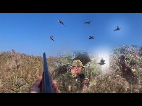 Вот это Охота! Фазаны, летят прям на меня! ТОЗ-34 смотреть онлайн