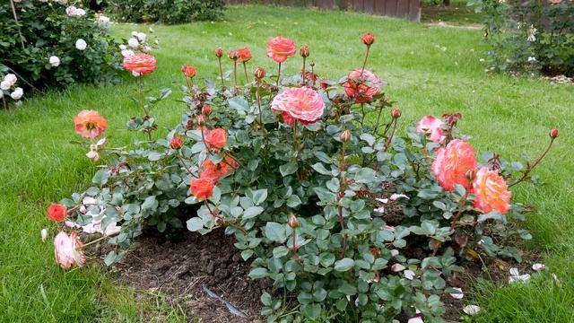 Видео обзор розы Метеор (Флорибунда) - Meteor ( W. Kordes' Söhne 2019) смотреть онлайн