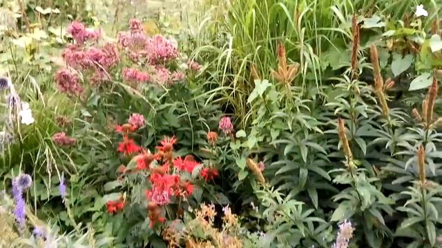 Гуляю по саду. Парадная клумба. смотреть онлайн