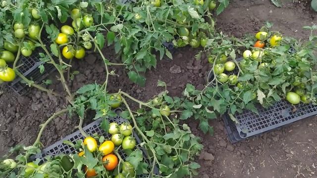 Всем на зависть F1 и Рио гранд Оригинал смотреть онлайн