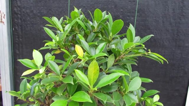 41 Year Ficus Retusa Specimen Bonsai Tree - Curved Trunk Style смотреть онлайн