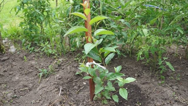 Вишня смотреть онлайн