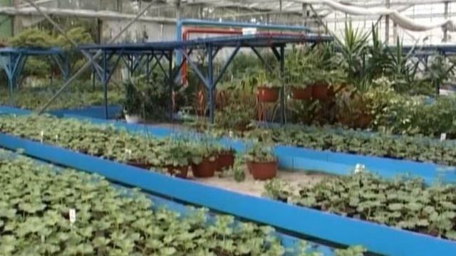 Proizvođač cveća - Nada Milinković смотреть онлайн