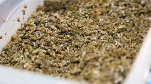 Мормыш. Где берут  хорошего мормыша и мотыля?