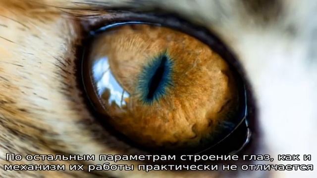 Строение глаза кошки смотреть онлайн