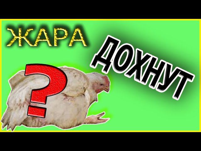 Аномальная жара Бройлеры дохнут Температура для бройлера Деревенская жизнь смотреть онлайн
