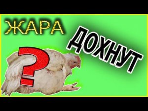 Аномальная жара  Бройлеры дохнут  Температура для бройлера Деревенская жизнь