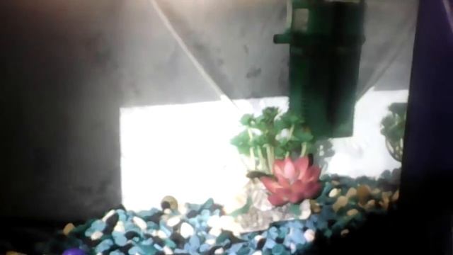 Как ухаживать за рыбка смотреть онлайн