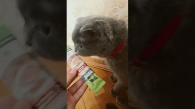 Купила кошачий суп