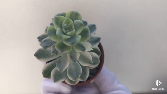 Echeveria Agavoides Tinkerbell Variegated смотреть онлайн
