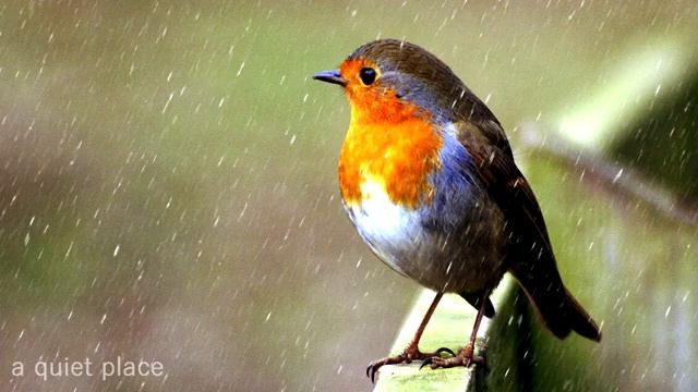 Birds Chirping and Singing in Rain, Relaxation, Meditation, Nature Sounds смотреть онлайн