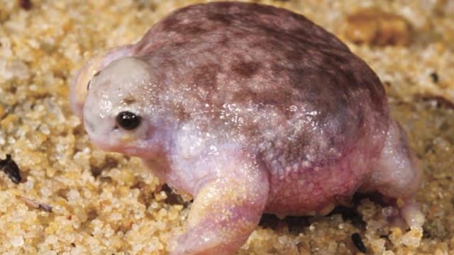 Про лягушек. Часть вторая. смотреть онлайн