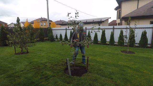 как правильно посадить яблоню с ЗКС осенью всего за 2 минуты в том числе сам процесс посадки смотреть онлайн