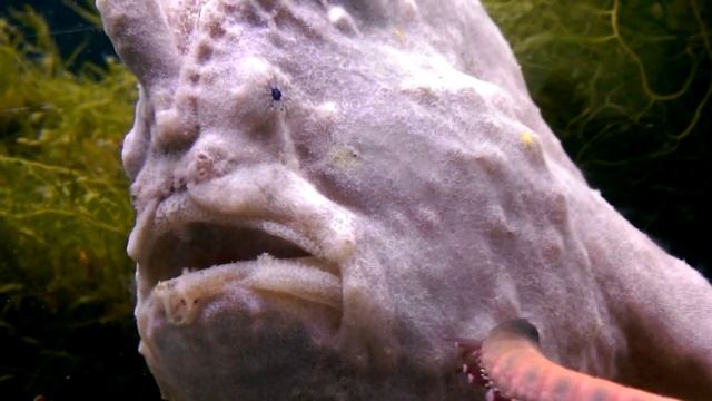 Морская звезда и странная белая рыба. Воронежский океанариум. смотреть онлайн