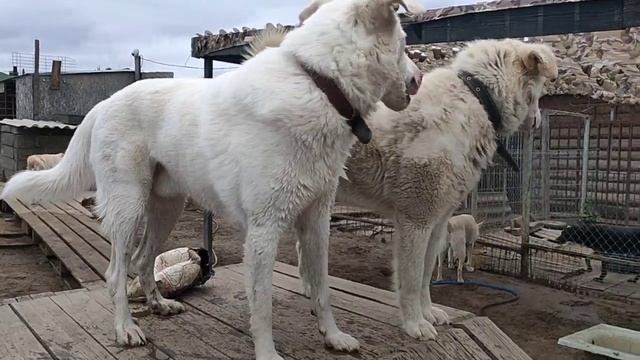 Мои белые собаки смотреть онлайн