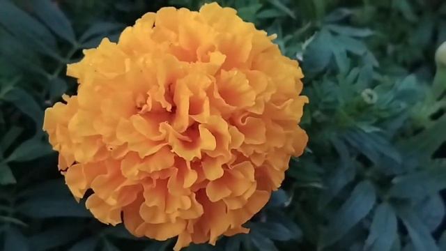 Surah Rahman | Ep 0018 By | سورہ رحمٰن55 |🕋🤲Beautiful Recitation | meethi Tilawat Quran ki смотреть онлайн