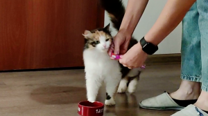 Кошка просит есть. Мама покормила кошку.