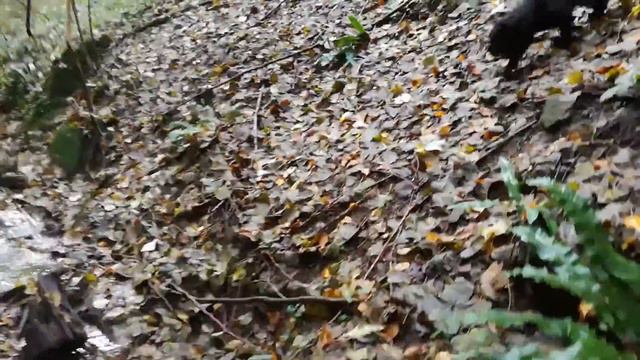 Grammy - real bushcraft dog - Kerry Blue Terrier смотреть онлайн