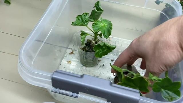 ПЕТУНИЯ новый сезон 2022 Обзор черенков ?Мои букетики??? смотреть онлайн