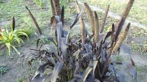 ДИВНЫЕ ПЕННИСЕТУМЫ. СЕЛЕКЦИОНЕРЫ ПОРАДОВАЛИ!!!