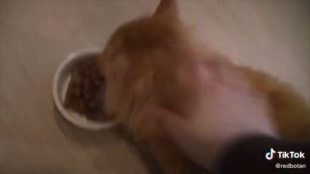 Кот в лаваше😂😅😅😅🤣 смотреть онлайн