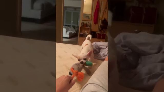 Мульти Елисеевич из Сочи выпускник питомника чихуахуа Кастропуло Крым   