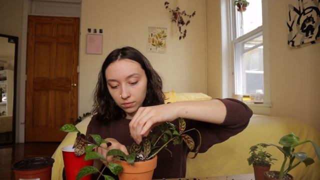 REPOT HOUSEPLANTS WITH ME | begonia, philodendron silver sword, and more! смотреть онлайн