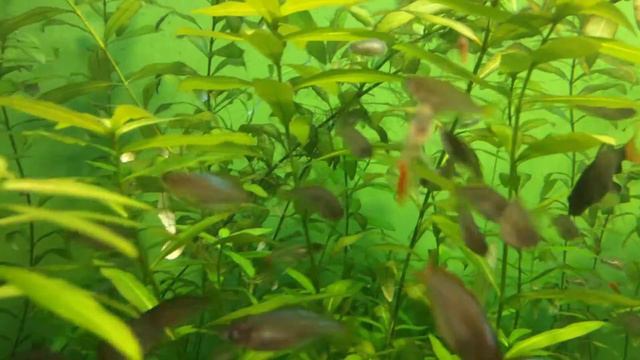 Много маленьких рыбок между водорослями смотреть онлайн