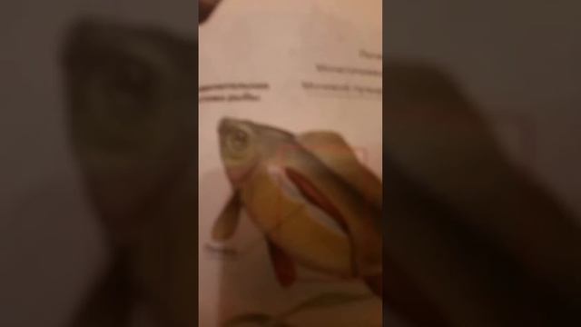 Учебник по биологии 6 класс смотреть онлайн