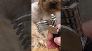 как расчесать колтуны у йорка! КАК РАСЧЕСАТЬ ЙОРКА