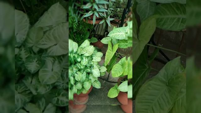 Syngonium plant ...##a beauty 😍 смотреть онлайн