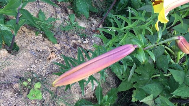 Лилия Golden Splendour (Lily Golden Splendour) смотреть онлайн