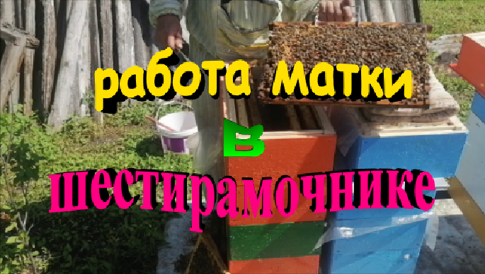 Работа матки в шестирамочнике смотреть онлайн