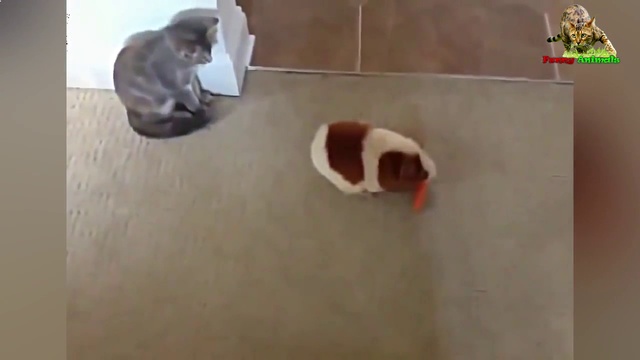 Смешные кошки до слёз. смотреть онлайн