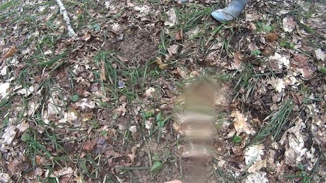 богатые леса Подмосковья!!! смотреть онлайн