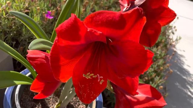 Amaryllis (Red Lion) смотреть онлайн