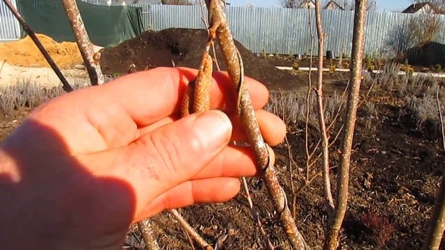 КОГДА МОЖНО ОБРАБОТАТЬ ФУНДУК Бордосской смесью. смотреть онлайн