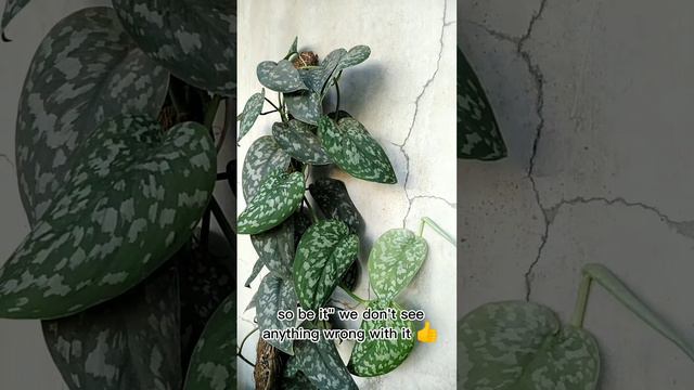 Silver satin pothos.Scindapsus pictus.Care tips.Lucky plant.Symbolism.water plant.Indoor.Outdoor смотреть онлайн