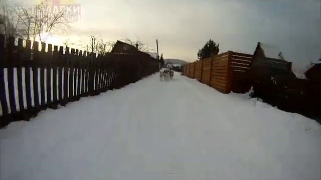 катание на хаски.mp4 смотреть онлайн