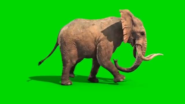 Green Screen Elephant Walks Runs Attack Dies - Footage PixelBoom