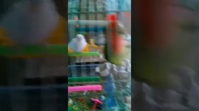 Белка И Лео. Игрушка Лео🎆🎉🎇🎁 смотреть онлайн