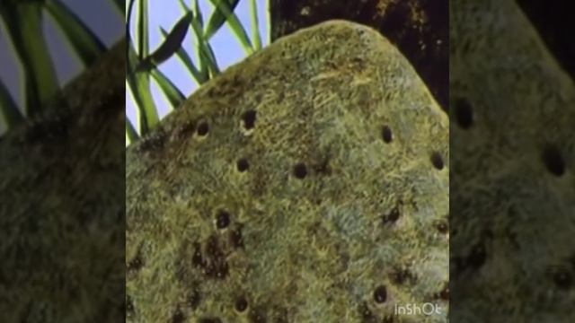 Насекомые смотреть онлайн