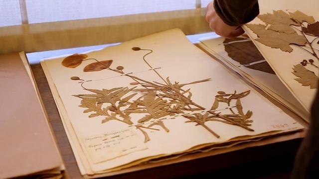 Il Museo Botanico Dell'Università Di Padova