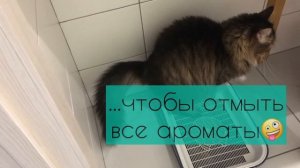 Как приучить кота к лотку, если он 10 лет ходит мимо