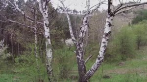 Предгорье Большого Кавказа-2 в 4к 60fps. Футажи гор. Весна в горах. Кабардино-Балкария. Релакс.