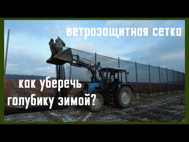 Голубика зимой. Ветрозащитная сетка. смотреть онлайн