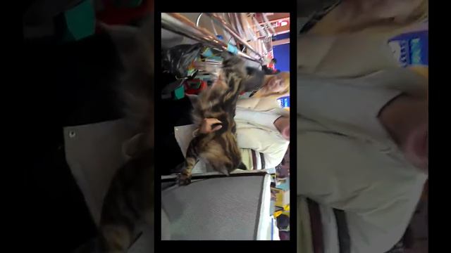 Выставка кошек Екатеринбург смотреть онлайн